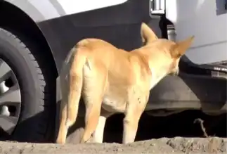 Mamak'ta Sokak Köpekleri Saldırıyor!