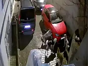 Ankara Mamak'ta Köpek Saldırısı: Araç Hasar Gördü!