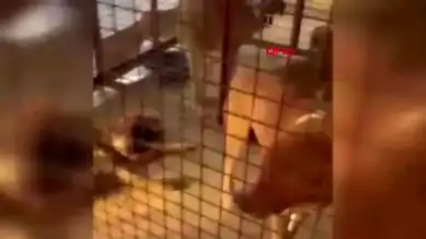 Ankara Mamak'taki Hayvan Barınağında Kriz!