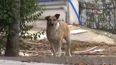 Sahipsiz Köpekler: Çankaya'da Mahalle Sakinleri Korku İçinde