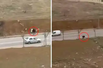 Ankara'da Başıboş Köpek Saldırısı: İnsanlık Öldü Mü?
