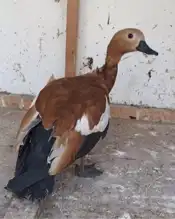 Sokakta Bulunan Yaban Hayatı Kurtarıldı
