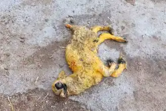 Haymana'da 3 Kulaklı, Tek Gözlü Kuzu Doğdu!