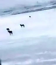 Yolda Yabani Hayvan Sürüsü!
