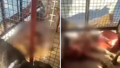 Mamak Belediyesi Hayvan Barınağında Katliam İddiası!