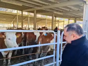 Nallıhan'da Üreticilere Gebe Düve Desteği