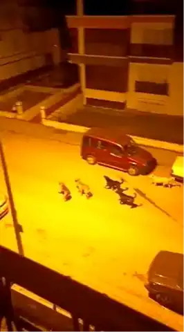 Altındağ'da Başıboş Köpekler Kabus Oluyor!