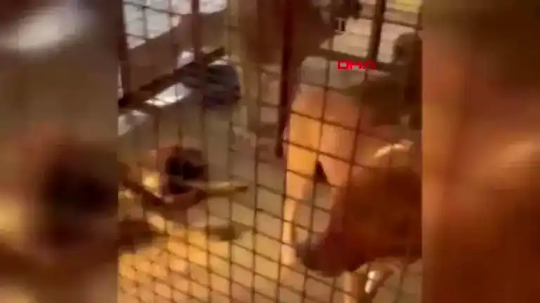 Ankara Mamak'taki Hayvan Barınağında Kriz!
