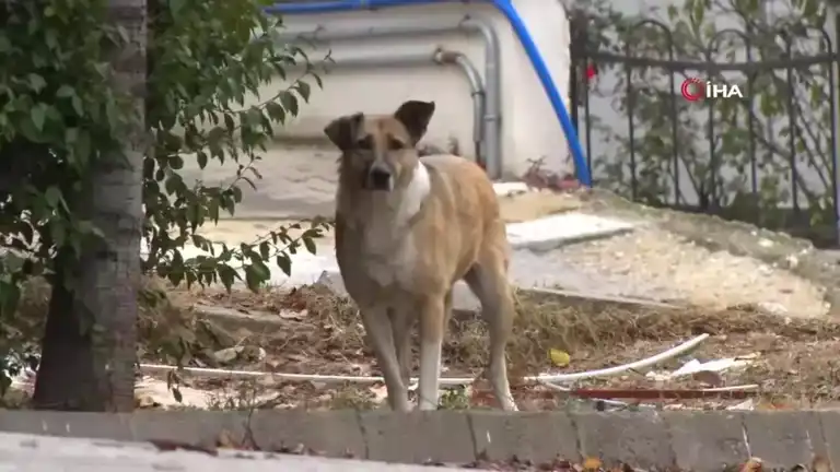 Sahipsiz Köpekler: Çankaya'da Mahalle Sakinleri Korku İçinde