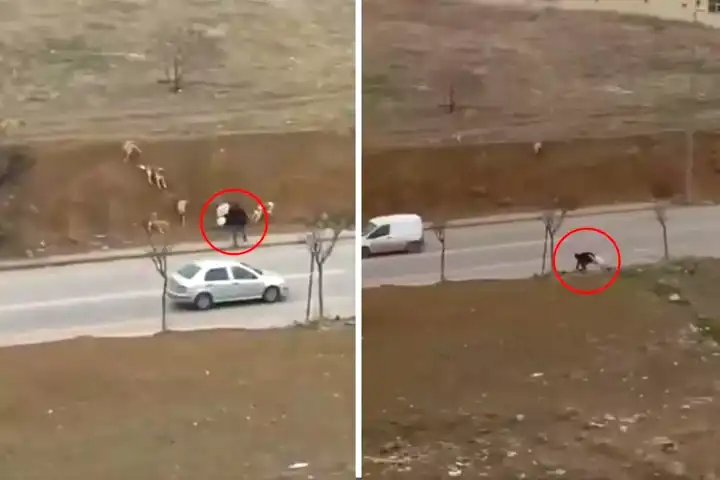 Ankara'da Başıboş Köpek Saldırısı: İnsanlık Öldü Mü?
