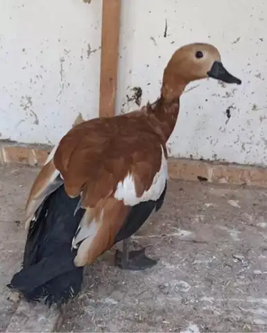 Sokakta Bulunan Yaban Hayatı Kurtarıldı