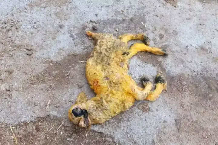 Haymana'da 3 Kulaklı, Tek Gözlü Kuzu Doğdu!